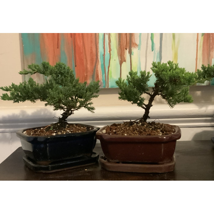 Lucky Bonsai Limited Live Bonsai Plant in Ceramic Pot Wayfair